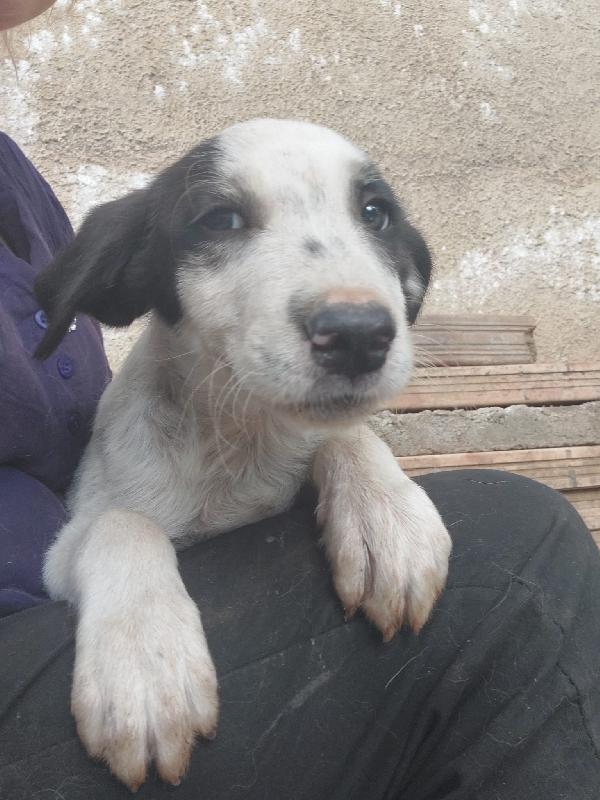 ❤️❤️“Dylan, cucciolo orfano di amore: aiutalo a riscrivere la sua storia” Foto 3